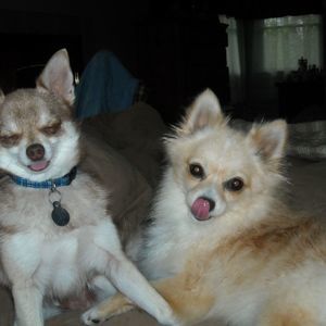 Meet your Posher, Lois